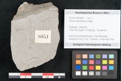 Foto (Objekt + Etikett) von Cassia hyperborea Unger (NHMW-GEO-2024-0188-8051)